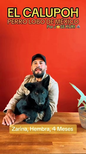 Todo sobre el Perro Calupoh: Características y Cuidados