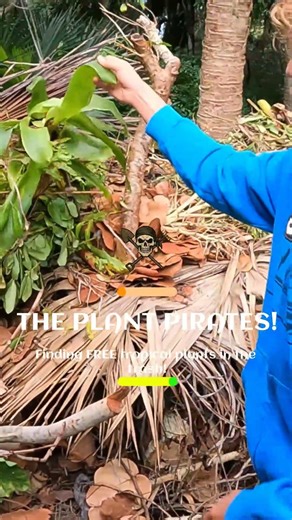 We found a FREE discarded tropical Bromeliad plant in the trash!!!