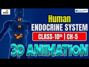 Endocrine System 3D Animation | Class 10 Science Endocrine System Animation | 3d Science Animation