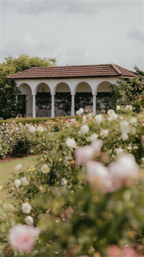 Summer may feel a long way off, but our gardens are already dreaming of the season ahead. Soon, roses will unfurl in full colour, filling the garden with their beauty. Which rose are you most looking forward to seeing in bloom this summer? #DavidAustinRoses #EnglishRoses #Summer | David Austin Roses