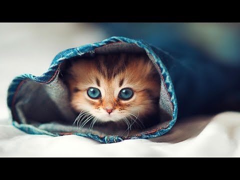 10 Cele Mai Dragute Rase De Pisici