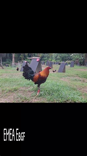 Ebora Brothers Gamefarm on TikTok