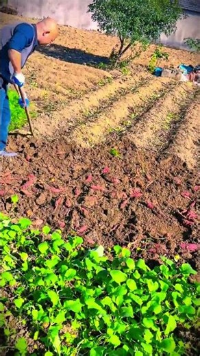 sweet potato harvesting process in a simple field without chemical fertilizers #shorts