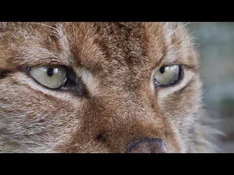 The Balkan Lynx: a national symbol in danger