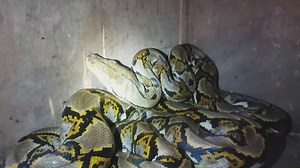 Critical warnings about dangerous large snake encounters