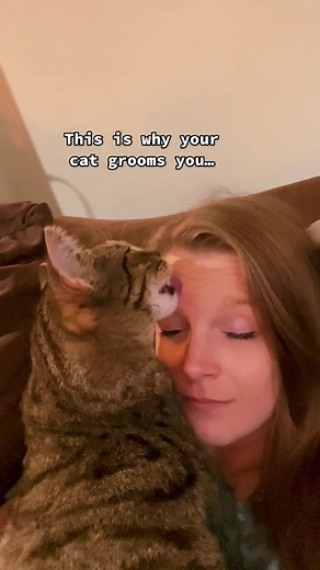 Fascinating Facts About Cat Grooming Behavior