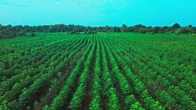 Indian Farmers Improve Agriculture Using Fertilizer Application Stock Video - Video of crop, control: 406947253