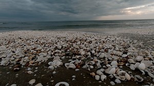 Sea, Shells, Relaxation. Free Stock Video