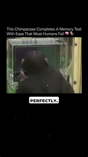 This Chimp’s Memory Is Better Than Yours 😳🧠