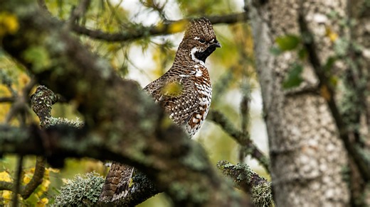 Woodland encounter with a camouflaged spruce grouse