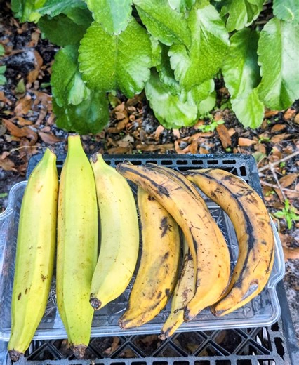 130K views · 2.5K reactions | Medicinal Fruit 101: Plantain | The Weeds and Seeds Guy | Facebook