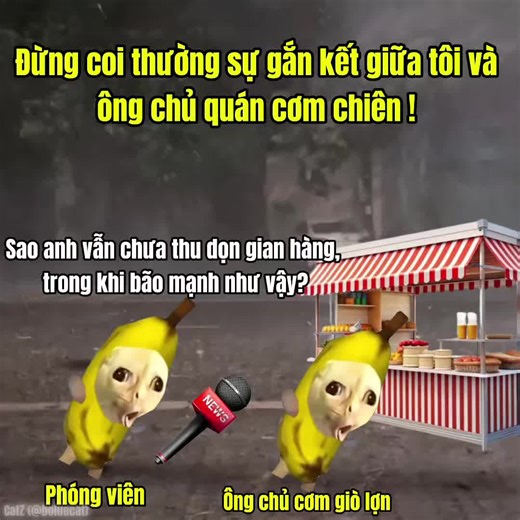 Meme Mèo Đáng Yêu: Tình Bạn Không Thể Đánh Giá Thấp