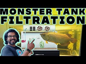 Arowana Fish Tank Filtration: Top Filter Setup Guide for Crystal-Clear Water