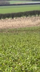 230K views · 1.7K reactions | BullX Training Falconry & Hawking on Reels | Facebook