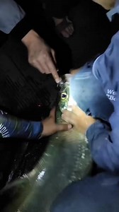 Câu cá tự nhiên va 1 em cá ngão khủng , các bác đoán xem em này bao nhiêu kg #câucá #caucagiaitri #fishing #cauca # | Tòm Tem Fishing