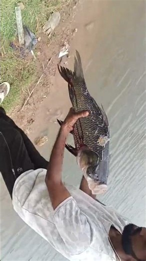 katla machli,😮 #fishing #fish #fish_video#fishingbait #carpfishing #fishinglure#fishing_video #carp