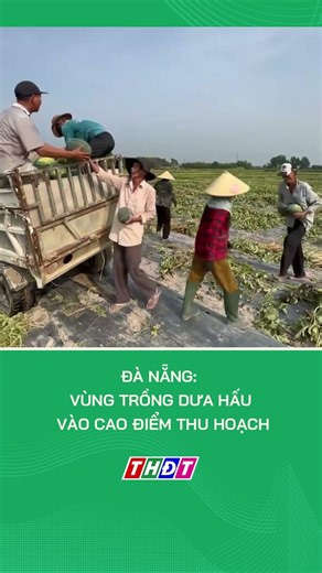 Đà Nẵng: Vùng trồng dưa hấu vào cao điểm thu hoạch #nongnghiepmientay