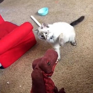 Cat vs. Tyrannosaurus rex