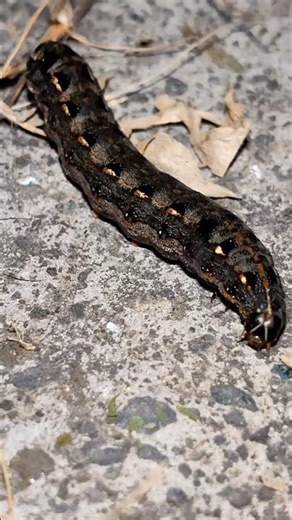 "title": "SUPER cute grey insect 💖🐞💖 #insect #beetle #anyuniqueanimals #wildlife",