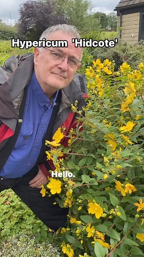 Hypericum Hidcote #plants #gardening #garden #plantsplantsplants #plant #gardens #plantsmakepeoplehappy #gardens #gardenhacks #gardenhack #summerflowers #summerplants | Dave The Plantman