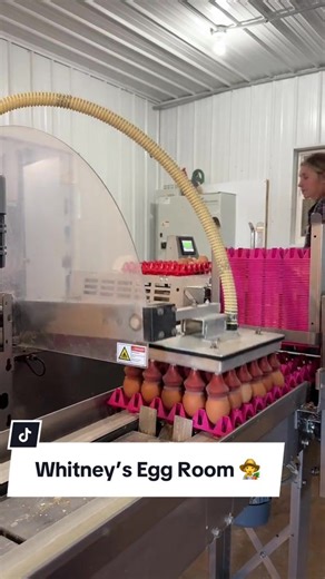 Inside Whitney’s Egg Room: Daily Harvests from Happy Farms