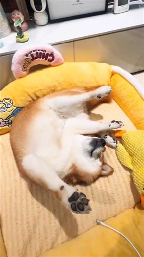 Dog.exe Has Stopped Working 😪 #pawtopia #pets #dog #viral #funny #cute #animals #trending #funnydog