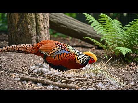 Cute Baby Animals at the Zoo Compilation | Animal Show