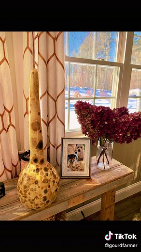 Growing Gourds in Maine: Fall Edition | The Moldy Gourd