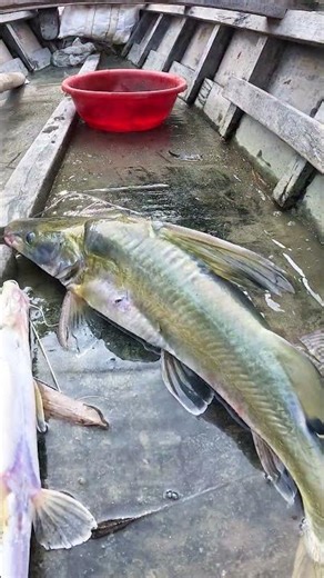 Incredible Giant Catfish Catch! | Traditional River Fishing 🎣 #fishing #fish #catfish #bigfish