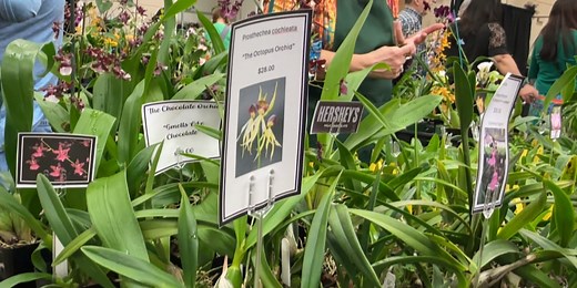 Floral spectacle put on display at 46th annual Gulf Coast Orchid Show