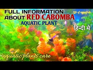 Full Information About Red Cabomba || aquatic plant care !
