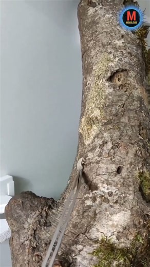 Mysterious creatures found in the forest😳#shorts