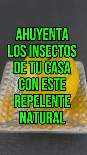 Repelente de mosquitos natural #natural #recetas #repelente #mosquitos | Neiver pantoja1