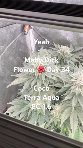 Moby Dick Flower 🌺 Day 34 - Coco