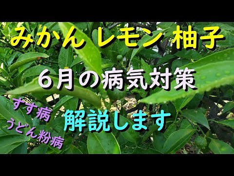 ６月に発生しやすいレモンやみかんの木の病気対策（すす病やうどん粉病）