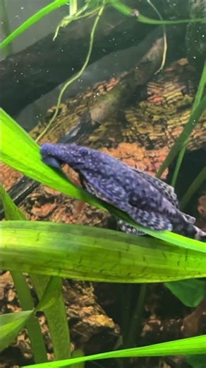 Sleep or work?? Bah😂😂..ancistrus female in natural aquarium setup🌿🍂😍