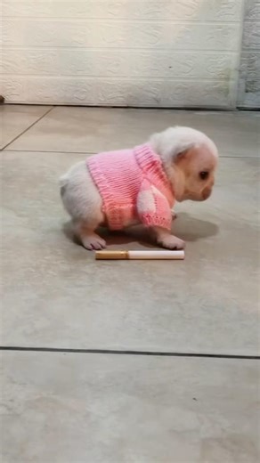 pibble always cute