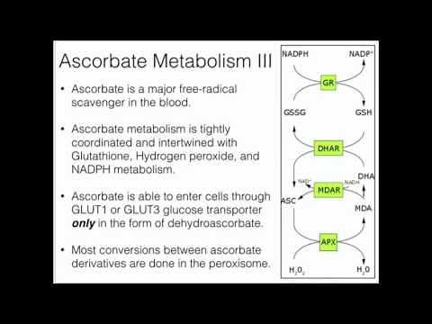 Vitamin C: Metabolism and Function