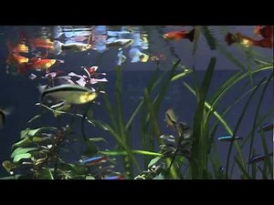 Τροφή sera για ψάρια ενυδρείων