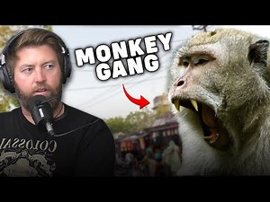 Monkey Gang Attacks Dogs in India