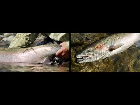 Steelhead Fishing--Skagit Master Volume 2 Featuring Scott Howell---Trailer