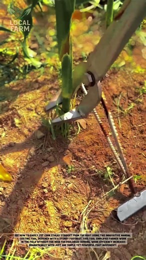 SEE HOW TO EASILY CUT CORN STALKS AT THE ROOT USING THIS INNOVATIVE MANUAL TOOL!"