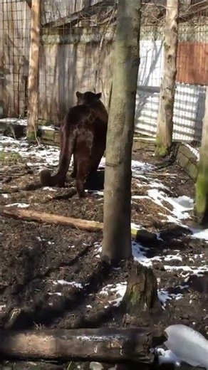 Así es JAGLIÓN #shorts #curiosidades #viral #shortvideo #animals #animales #shortsfeed #short