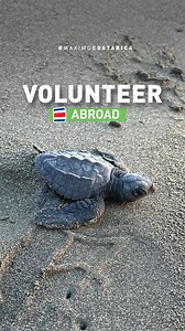 VOLUNTEER ABROAD: Hold onto your flippers, nature lovers! Get ready...