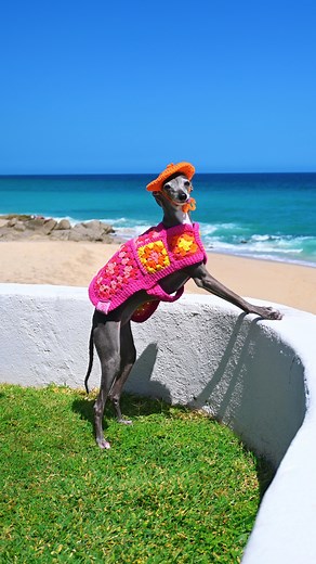 2.5M views · 78K reactions | I just spent a week in Mexico, and I was the best dressed at the @mardelcabohotel! Are you heading to the beach soon? Let me be your fashion inspiration. 鸞 Outfits by @estermanas @c.mimi_jan_ben @uno.ruben @jonathancohenstudio @sebastian.says @bongoofnyc @bootscootincrochet @lackofcoloraus | Tika the Iggy | Facebook