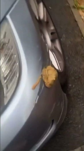 Dog poops on car 💩😂