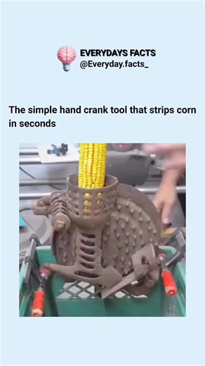 Everyday Facts🧠 | Educational videos on Instagram: "A hand crank corn sheller uses nothing more than human power and smart engineering to strip kernels from dried cobs in seconds, with a rotating spiked drum that catches each kernel cleanly and leaves the cob intact, turning what used to be hours of work into a smooth, efficient motion that feels almost effortless Because every part of its design is purely mechanical, it works anywhere without fuel or electricity, stays quiet, needs little main