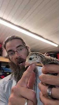 Raising Guinea Fowl From Hatchlings to Free-Range Adults! #homestead #guineas #birds