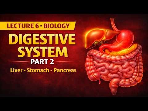 Human Digestive System Part 2 | Stomach, Liver, Pancreas & Intestine | Lecture 6 Biology # UPSC/PSC