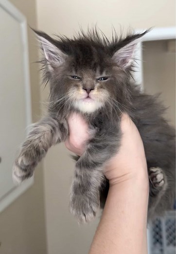 Tiny House Panthers: Adorable Maine Coon Cats
